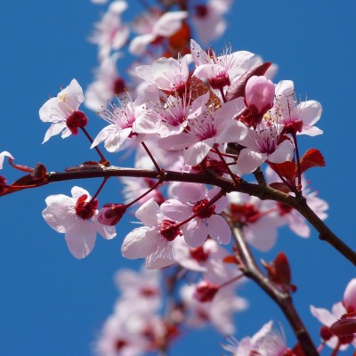 almond-blossom-5378_1280