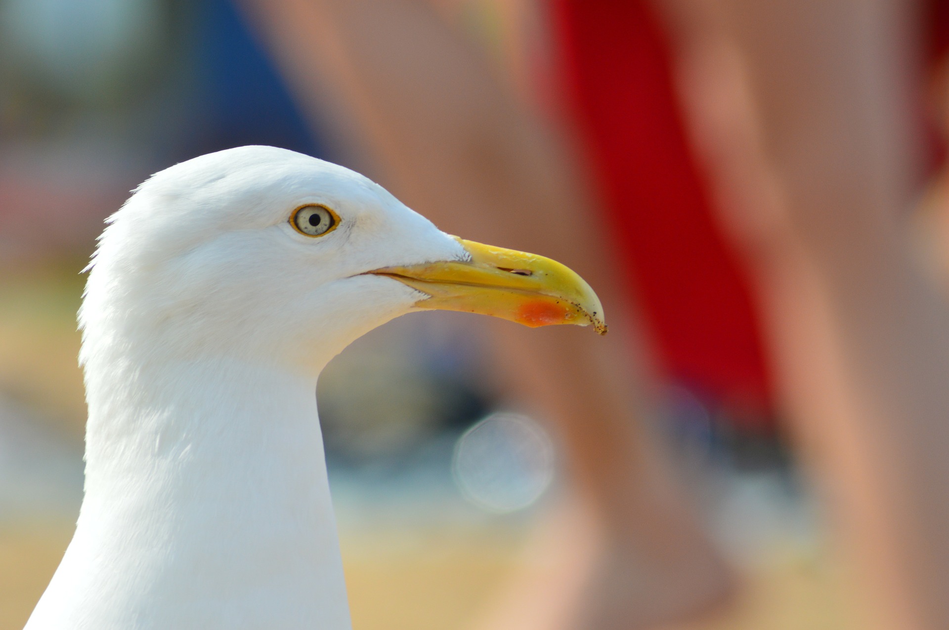 seagull-183229_1920